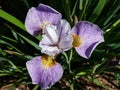 Iris Ãâ sibtosa Ã¢â¬ËLavender LandscapeÃ¢â¬â¢ with beautiful lavender pink fall petals, paler standards, styles - near white and small Royalty Free Stock Photo